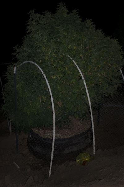 weed-plant-harvest-season