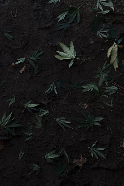 weed-leaves-trimming-harvest-california